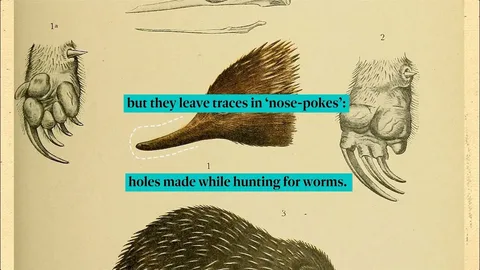 egg laying mammal nyt